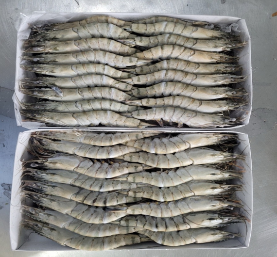 TÔM SÚ NGUYÊN CON ĐÔNG LẠNH